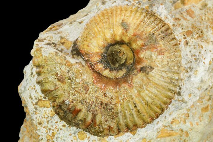 Ammonite Fossil - Boulemane, Morocco #122432